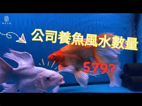 魚缸養魚數量|養魚秘訣：數量是關鍵